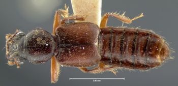 Media type: image;   Entomology 6531 Aspect: habitus dorsal view